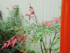 �����܂��Ă��߂łƂ��������܂�